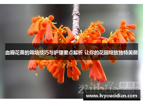 血瓣花苗的栽培技巧与护理要点解析 让你的花园绽放独特美丽
