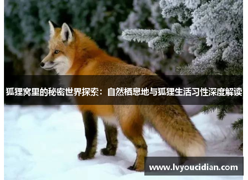 狐狸窝里的秘密世界探索：自然栖息地与狐狸生活习性深度解读